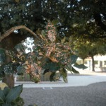 Fillossera_del_Leccio1