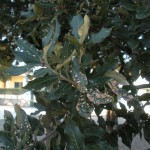 Fillossera_del_Leccio2