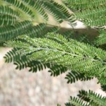 GEA_ALBIZZIA_PSILLA1