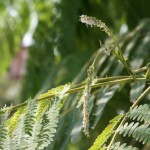 GEA_ALBIZZIA_PSILLA2