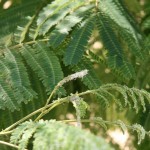 GEA_ALBIZZIA_PSILLA3