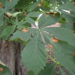 GEA_antracnosi_ippocastano1