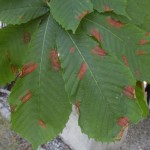 GEA_antracnosi_ippocastano3