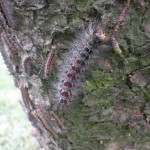 Lymantria-dispar-3