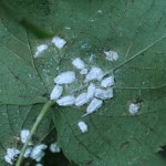 PULVINARIA_DEL_TIGLIO