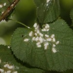 PULVINARIA_DEL_TIGLIO2