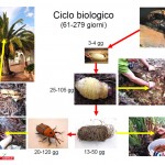 ciclo_biologico_punteruolo